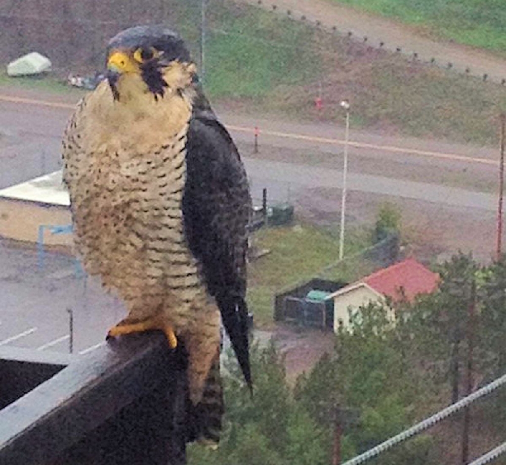 A special nesting enclosure was installed high up on the South Bridge Tower several years ago, to encourage Falcons to make a home there. Now one has, and in fact, has mated and produced a baby falcon there. This effort was made as sort of a last ditch attempt to bring a natural method of pigeon control to the Bridge and surrounding area. Here, the Falcon stands on one of the support brackets of his home.